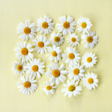 lot chamomile flowers/ flowers daisies on a yellow background top view 
