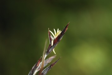 スズタケの花./２０１６年6月10日(金)愛知県設楽町の山あいで120年に一度しか咲かないと言われている珍しいササの花です。 