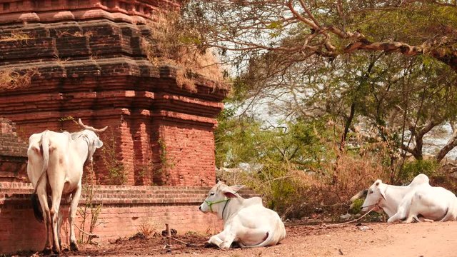 caws closeup in Old Bagan of Myanmar - sunny day