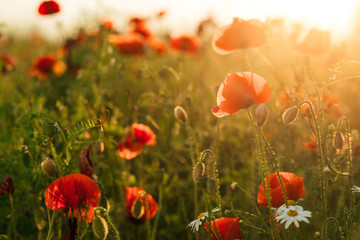 Field of poppies against the setting sun