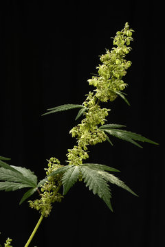 Hanf (Cannabis indica)