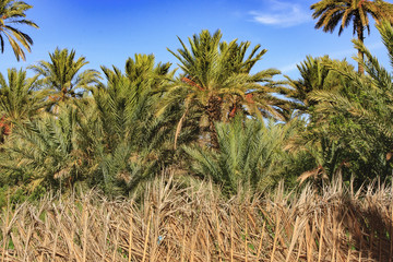 Palm Trees  Draa Valley Morocco
