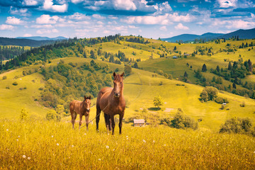 Horse with little foal in a mountain valley