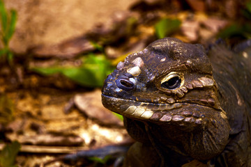 Komodo Dragon, the largest lizard in the world