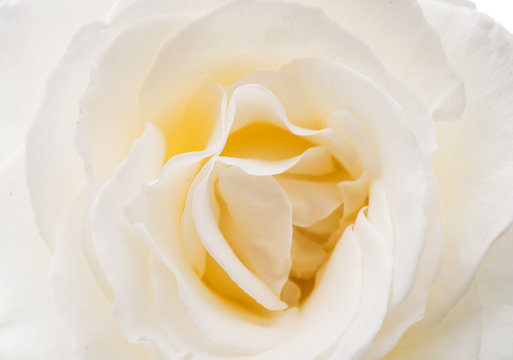 beautiful white rose close up image