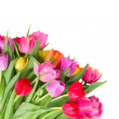 bouquet of pink, purple and red tulips
