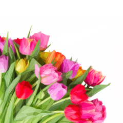 Obraz premium bouquet of pink, purple and red tulips