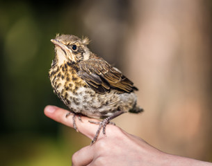 Nestling in the hands