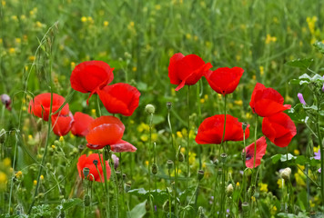 Fototapeta na wymiar Closeup of red poppies