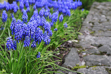 Blue muscari flowers (Grape Hyacinth) in the garden