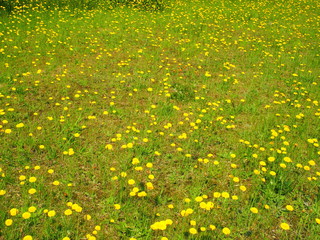 ブタクサ咲く野原