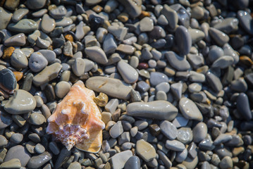 Seashell on sand and pebble beach by the sea.