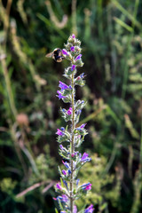 A bumblebee on a flower