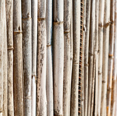 texture bamboo wood and plant in the abstract background