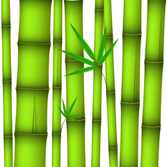 green bamboo stems and twig with leaves