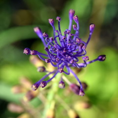 Obraz premium Muscari comosum - Schopfige Traubenhyazinthe - Top view