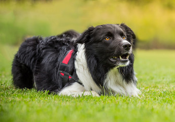 Border collie dog outdoors on grass meadow.