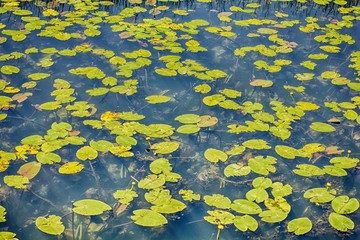 Water Lily on Swamp