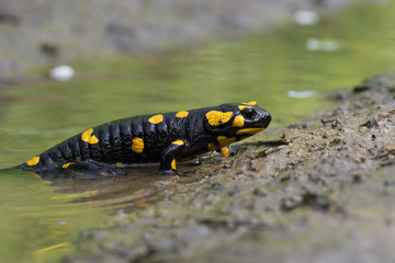 Black Yellow Spotted Fire Salamander