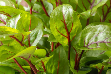 Sorrel Leaves Closeup 1