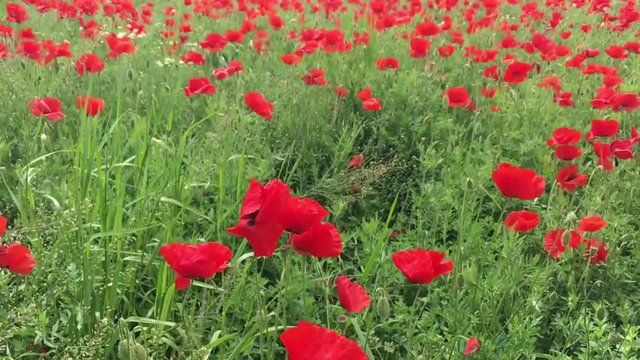 La primavera &egrave; alle porte 