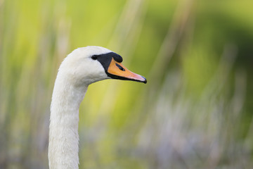 White swan head
