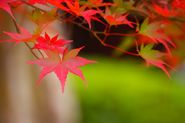 Colorful Maple Leaves in Autumn