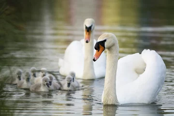 Printed kitchen splashbacks Swan White swans family