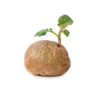 Potato with sprouts and leaves isolated
