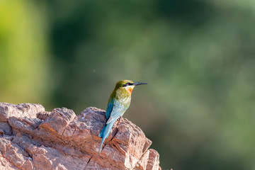 Blue-tailed Bee-eater, Merops philippinus, tropical bird, Thailand
