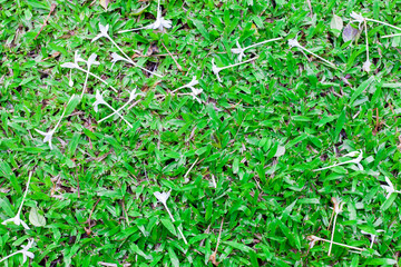 Grass with some little white flowers from top view. Green garden spring.