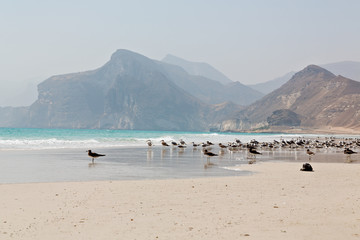 in oman coastline of salalah the mountain and sea seagull full