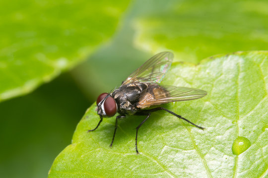 Close up of a fly
