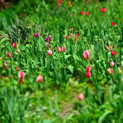 colorful tulips in the spring garden