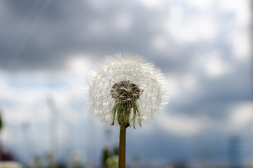 Obraz premium Close-up photo of ripe dandelion.