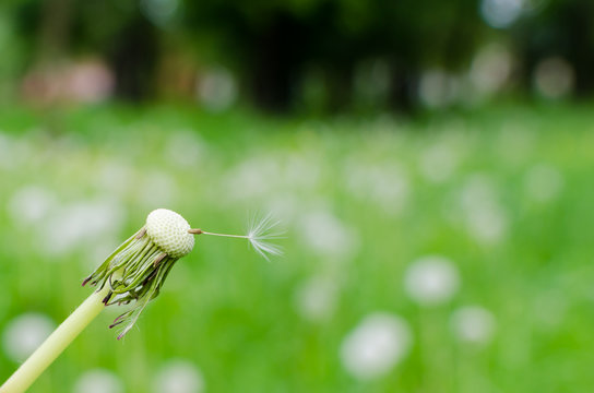 Close-up photo of a ripe dandelion