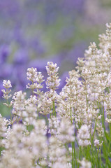 Lavender flower Natural look of Lavender flowers Lavandula