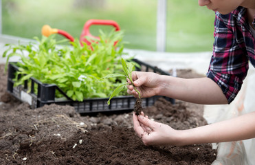 Farmer girl tranplanting herb