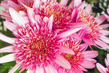 Pink Chrysanthemum flowers closeup.