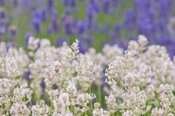 Obraz premium Lavender flower Natural look of Lavender flowers Lavandula