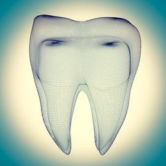 image of the human tooth