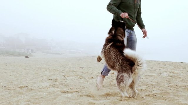 Man teasing his husy with a stick. Slow motion