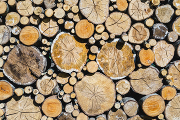 Pile of  different wood logs