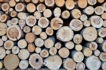 Fototapeta premium Pile of wood logs storage, texture background.
