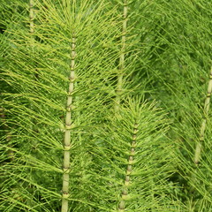 Acker-Schachtelhalm (Equisetum arvense)