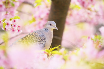 キジバト(Oriental turtle dove)