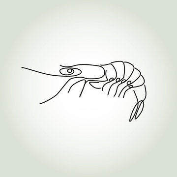 Shrimp in minimal line style vector