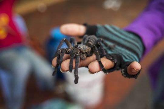 Tarantula on the palm of the hand. Cambodia