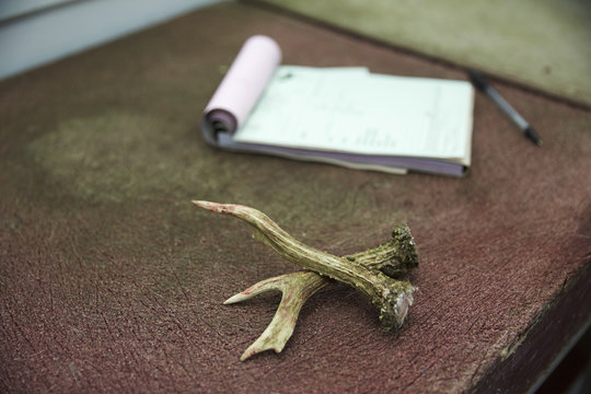 Antlers From Venison And Order Pad In Butcher's Shop