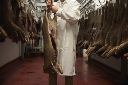 Butcher Working In Cold Store With Carcasses Of Meat